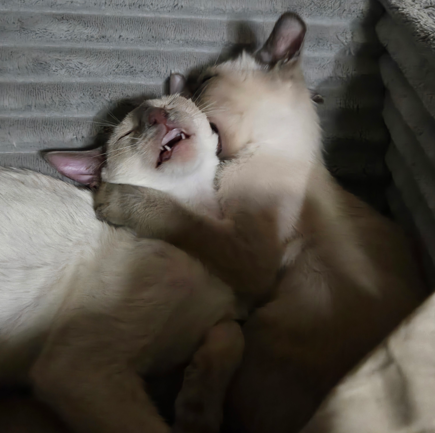 Cats cuddling, symbolizing comfort in independent publishing companies